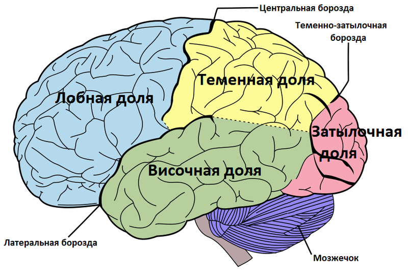 File:Brain diagram ru.png