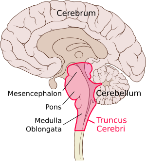 Brain sagittal section stem highlighted.svg