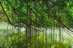 Branches courbes d'un Ficus kurzii (Burmese Banyan) de 150 ans se réfléchissant dans l'eau du lac des cygnes (Swan Lake), au jardin botanique de Singapour. Juin 2018.