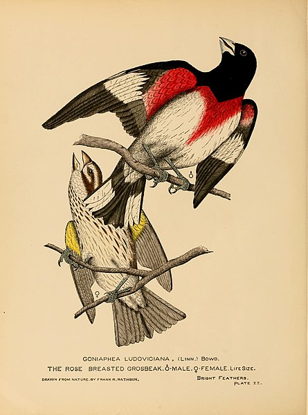 File:Bright feathers; or Some North American birds of beauty. Illustrated with drawings made from nature, and carefully colored by hand (1880) (14562033979).jpg