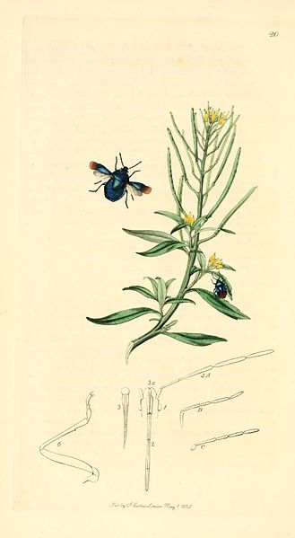 File:Britishentomologyvolume1Plate20.jpg