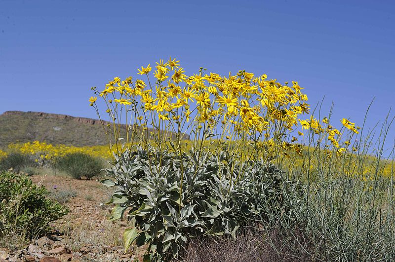 File:Brittlebush stands out on this hillside.jpg