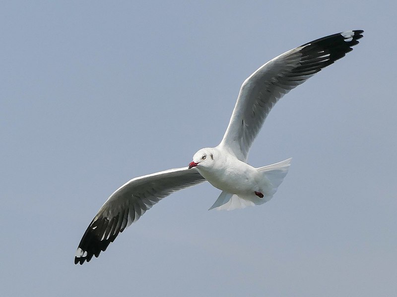 File:Brown-headed Gull (46120835952).jpg