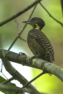 Buff-necked Specht - Thailand S4E3663 (16222853798) .jpg