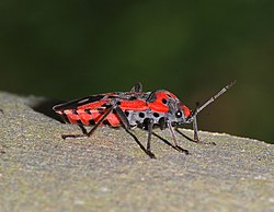 Bug 2007-1.jpg