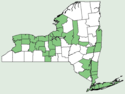 Buglossoides arvensis NY-dist-map.png