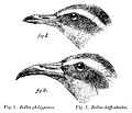 Gallirallus philippensis, Gallirallus dieffenbachii