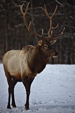 Bull-elk-profile-stance - West Virginia - ForestWander.jpg