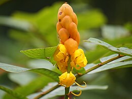 Pokok Gelenggang - Wikipedia Bahasa Melayu, ensiklopedia bebas