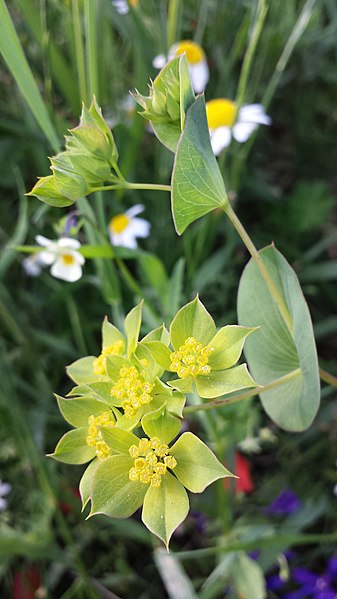 File:Bupleurum rotundifolium sl5.jpg