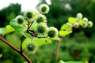 Macro of velcro plant. Burdock close up. Stock Photo