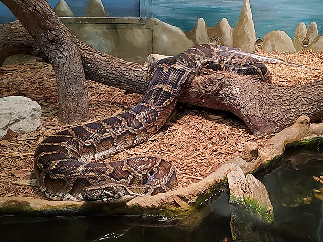 Python