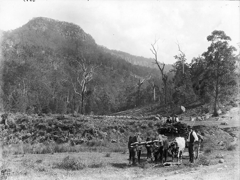 File:Bush scene, small bullock cart from The Powerhouse Museum Collection.jpg