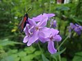 Miniatuur voor Bestand:Butterfly&amp;Flower.JPG