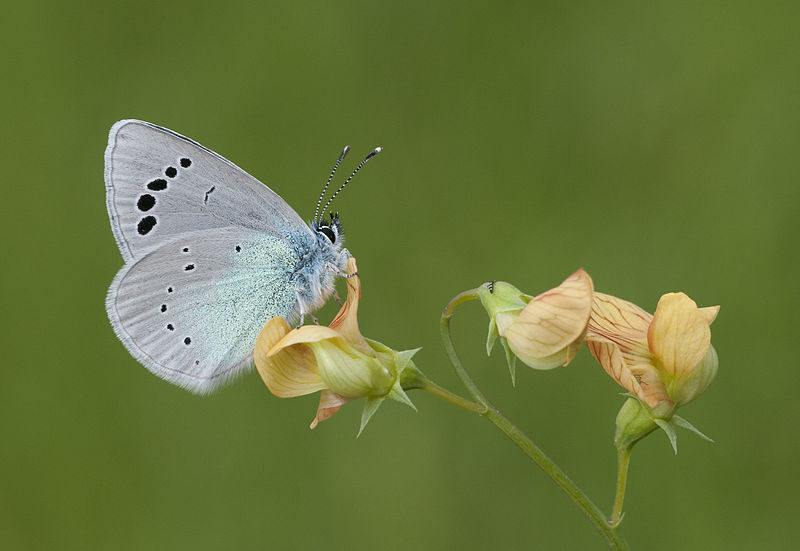 File:Butterfly Green-underside Blue - Glaucopsyche alexis 01.jpg