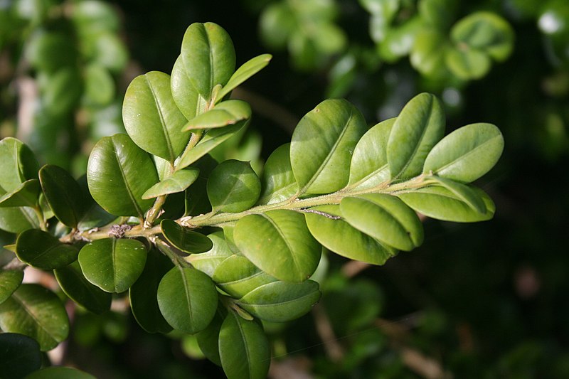 File:Buxus sp. - img 23065.jpg