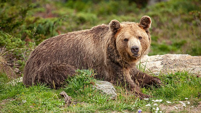 Arosa Bear Sanctuary, Switzerland