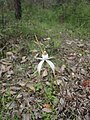 Caladenia longicauda subsp. merrittii