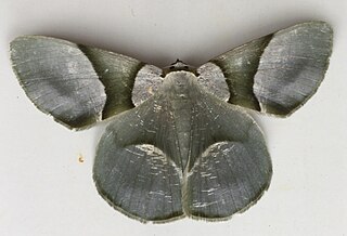 <i>Calleremites</i> Genus of moths