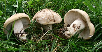 Grupul Calocybe gambosa