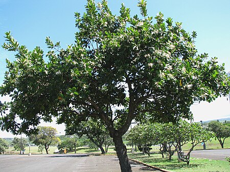 ไฟล์:Calophyllum_inophyllum_(5737910336).jpg