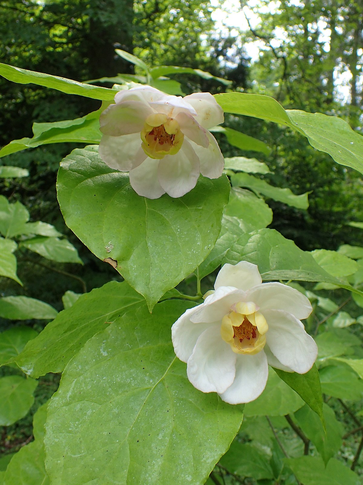 Image of Calycanthus chinensis flower