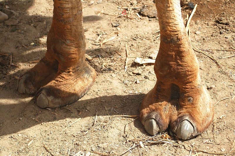 File:Camel-toe.jpg