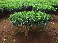 Camellia sinensis Wikip dia a enciclop dia livre