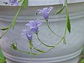 Campanula lasiocarpa2.jpg