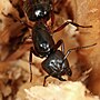 Vignette pour Camponotus ligniperdus