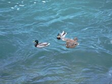 Archivo: Ducks on the Sorgue.OGV