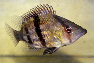 <i>Caquetaia myersi</i> Species of fish