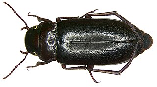 Colymbetinae subfamily of insects
