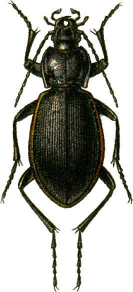 Carabus imperialis