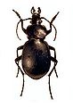 September 18: Carabus rumelicus