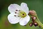 Thumbnail for List of Cardamine species