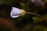 Cardamine pattersonii 1874.JPG