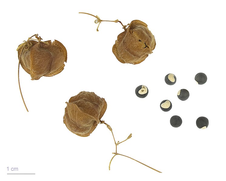 File:Cardiospermum halicacabum MHNT.BOT.2009.13.7.jpg