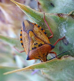 Carpocoris mediterraneus - Flickr - gailhampshire (1) .jpg