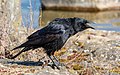 * Nomination Carrion crow (Corvus corone) calling --Alexis Lours 07:20, 27 March 2022 (UTC) * Promotion  Support Good quality. --Ermell 09:28, 27 March 2022 (UTC)