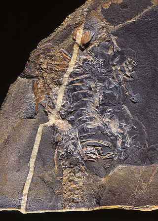 <i>Casineria</i> Species of tetrapodomorph (fossil)