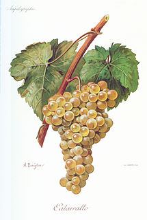 Catarratto Variety of grape