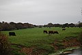 Cattle grazing by Pevensey Haven - geograph.org.uk - 2219898.jpg