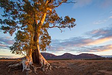 Cazneaux Tree in 2013 Cazneaux Tree - Flinders Ranges - South Australia (Explored).jpg