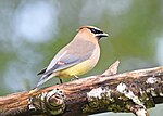 Thumbnail for File:Cedar Waxwing 3089m.jpg