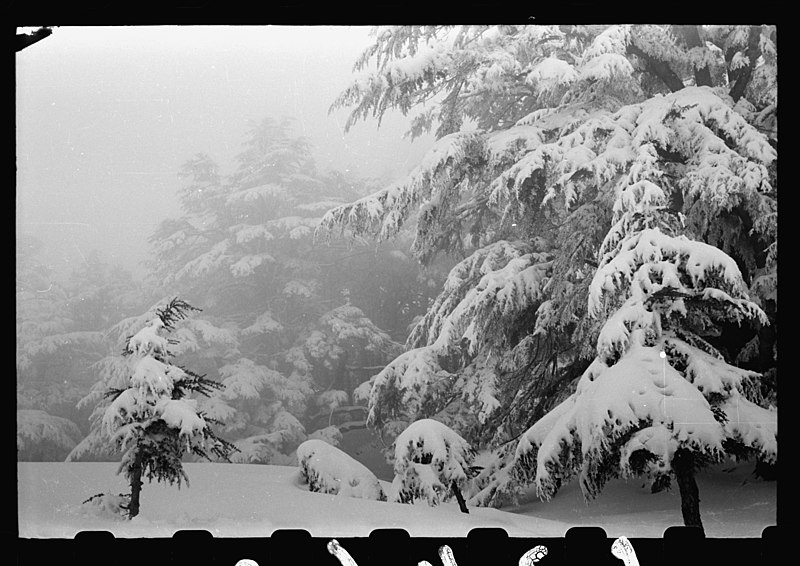 File:Cedars. Fog scene in the snowbound cedar grove LOC matpc.22668.jpg