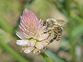 ノゲイトウ（C. argentea var. argentea）