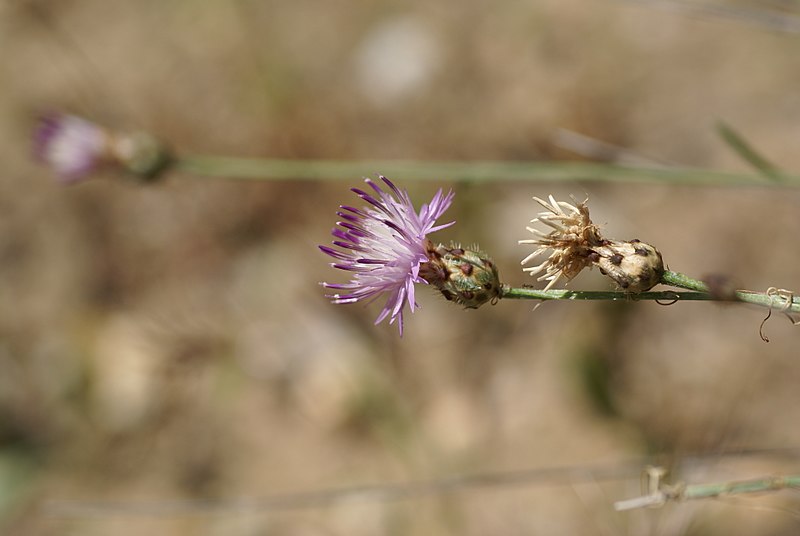 File:Centaurea carratracensis 05.jpg