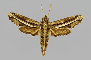 <i>Centroctena imitans</i> Species of moth