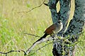 Centropus superciliosus -Serengeti National Park, Tanzania-8.jpg